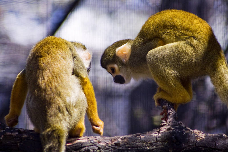 Squirrel Monkey Cheer Up by btoum