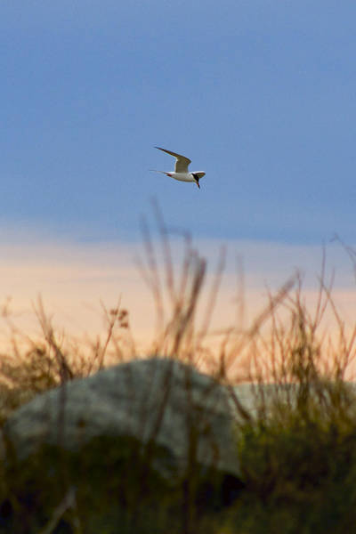 Tern Sunset by btoum