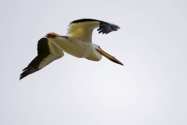 Pelican by btoum