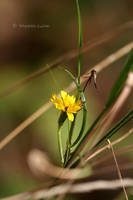 Live and shine by MaRushie