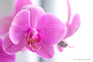 Beautiful by MaRushie