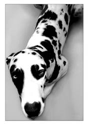 Zurk the dog by Paula-Rosa