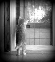 Sweet Freedom by kisses1991