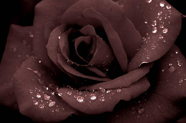 The Flower by lost-inmyself