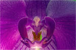 Heart of an Orchid, the bird that watch the drop! by Art-hax