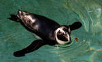 Galapagos Penguin by DigiGekko