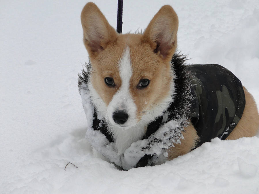 Ivy in the Snow by Electric-Mongoose