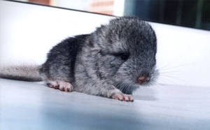 The newborn chinchilla by eRiver