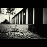 Forest road by audeladesombres