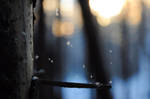 Little Flakes by Modernmyth6277