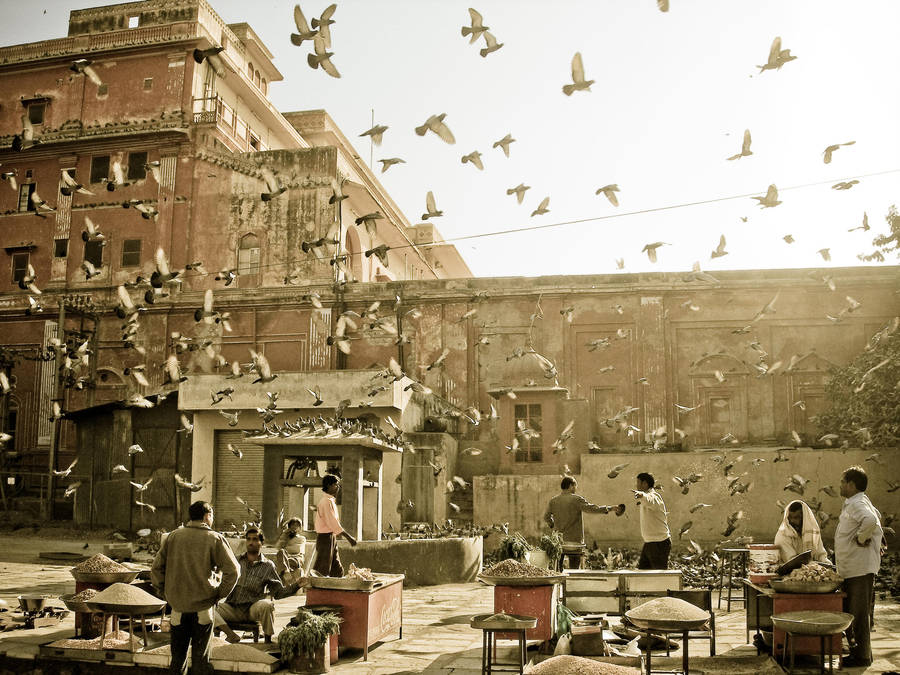 Birds by DimaBerkut