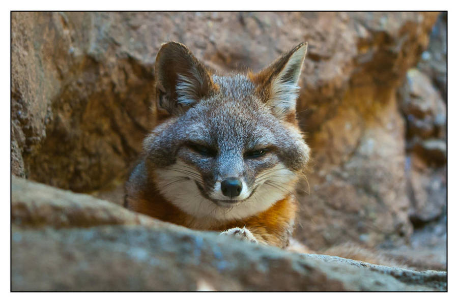 Sly Fox is Sly by Frostola