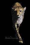 Pombe 1 by Heatherzart