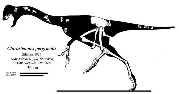 Chirostenotes by Qilong