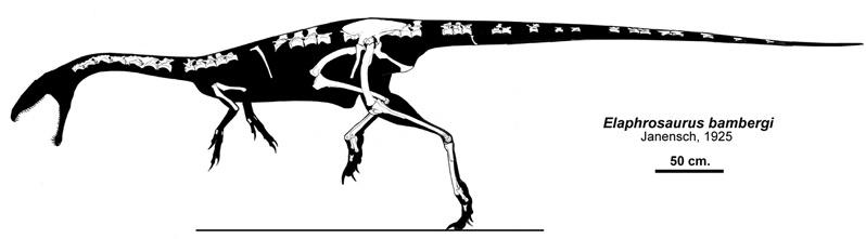 Elaphrosaurus by Qilong