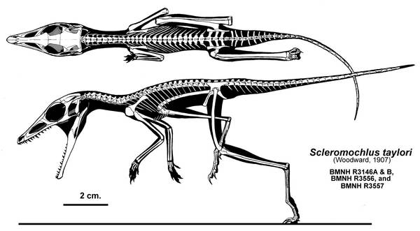 Fossil Devil by Qilong