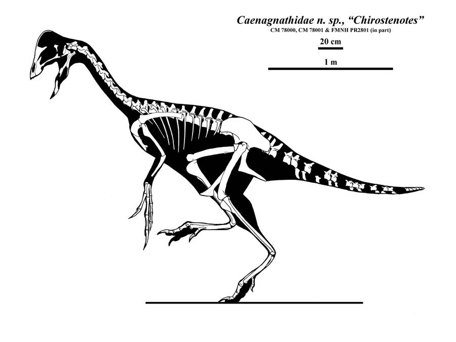 The Last Oviraptorosaur by Qilong