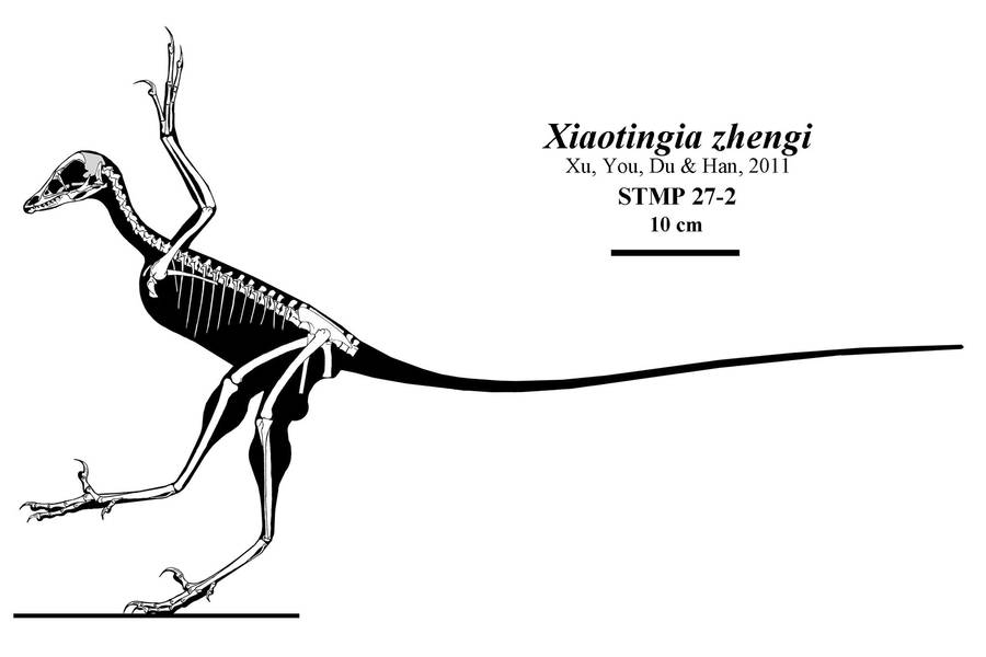Xiaotingia by Qilong