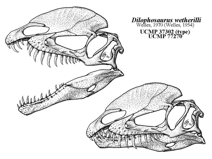The Dilophosaurus Yawn by Qilong