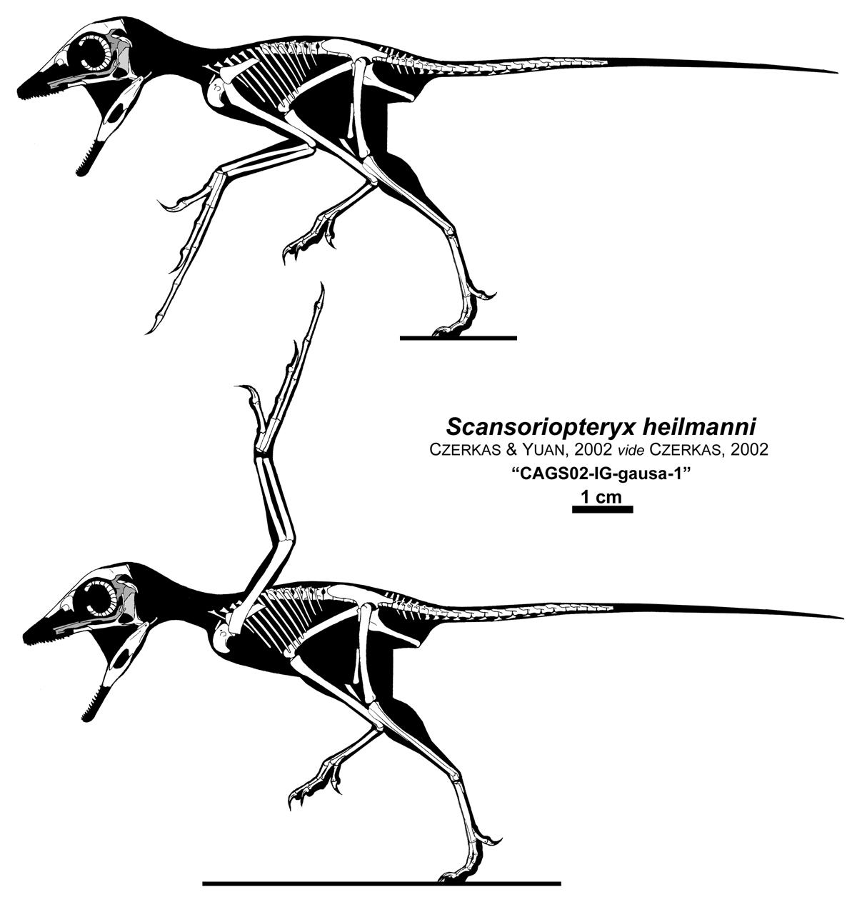 The Aye-aye Dinosaur by Qilong