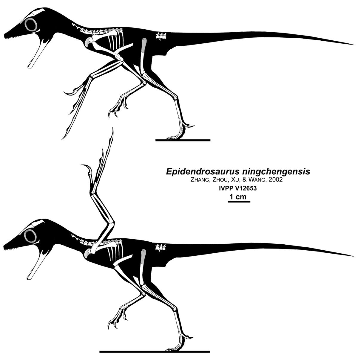 The OTHER Aye-aye Dinosaur by Qilong