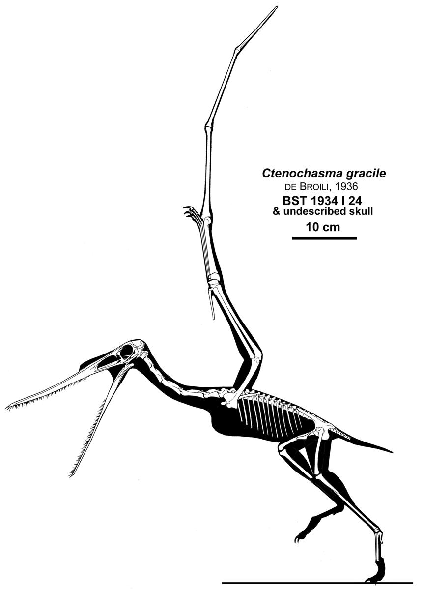 Ctenochasma, Filter-Feeder by Qilong