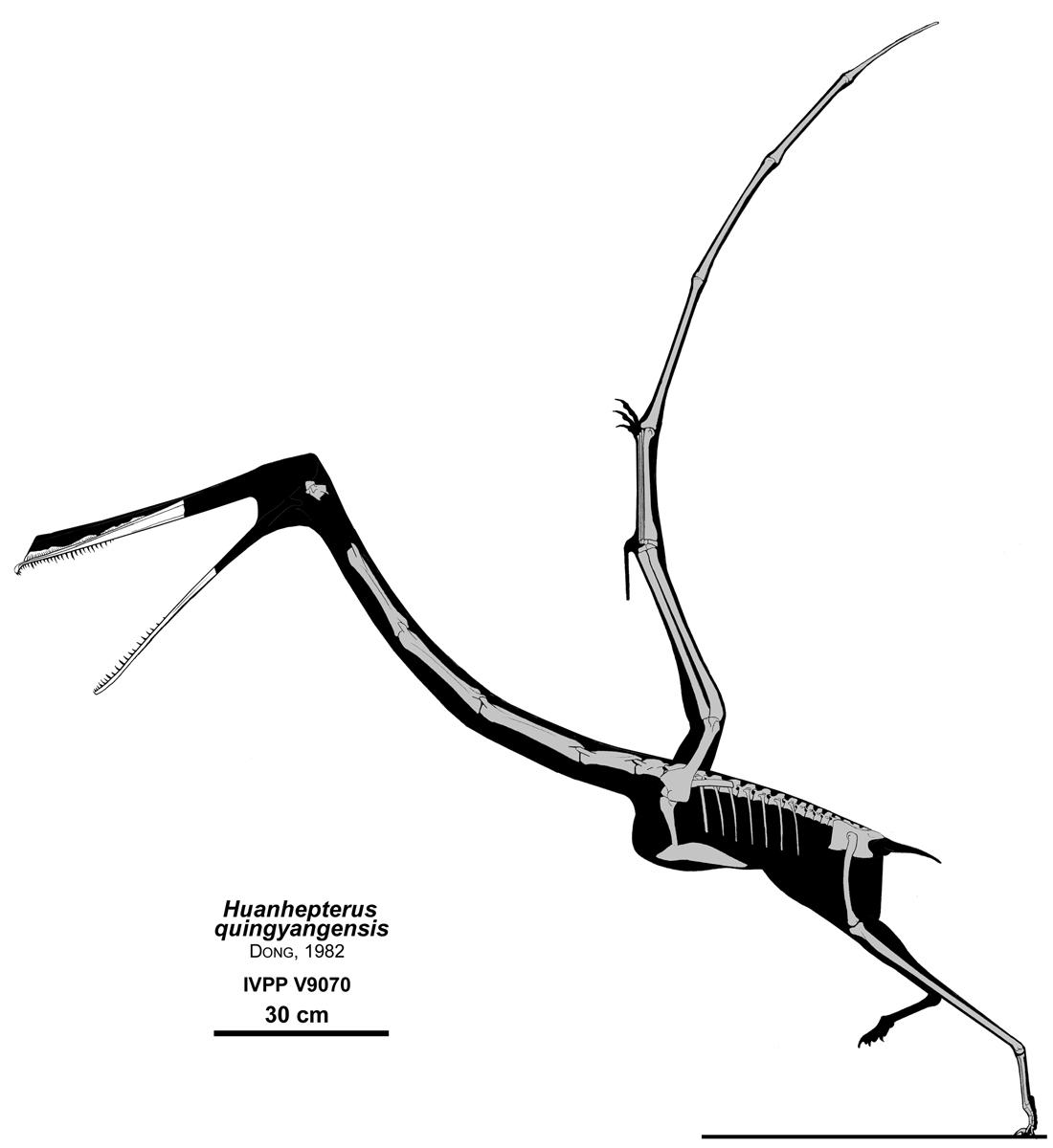 The Stork Pterosaur by Qilong