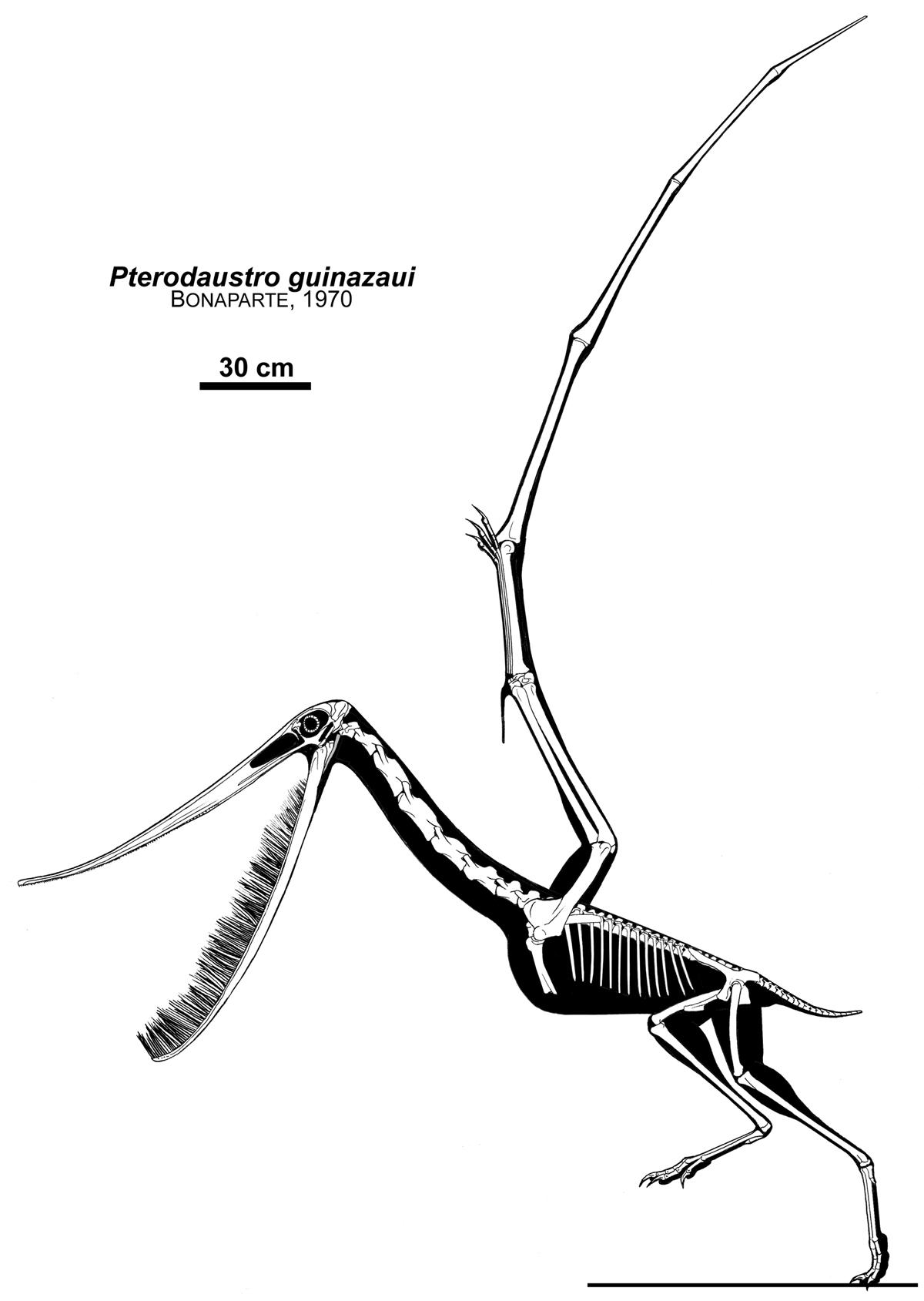 The Flamingo Pterosaur by Qilong