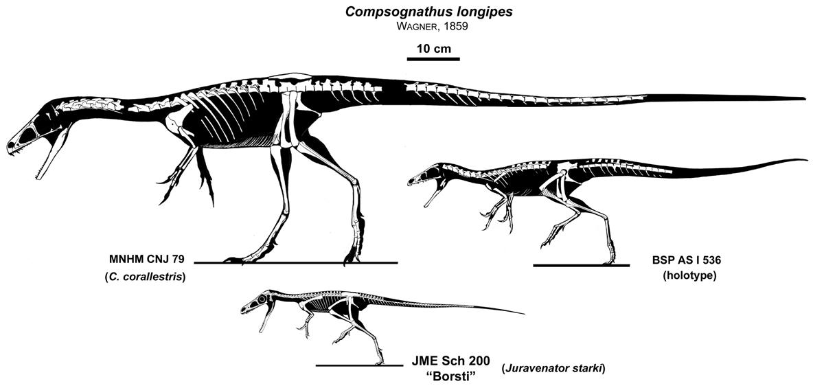 Compsognathus Growth Series by Qilong