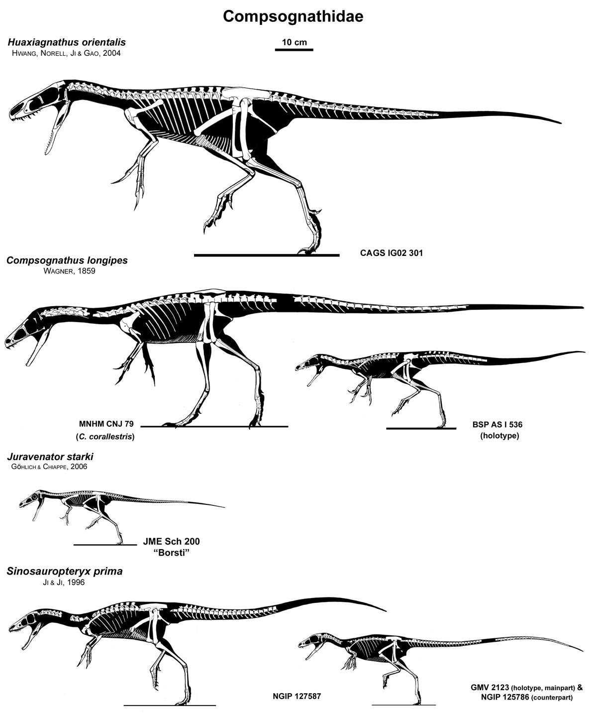 Compsognathids on the Whole by Qilong