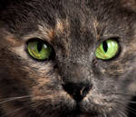 Cat's eyes by Ornicar-photographie