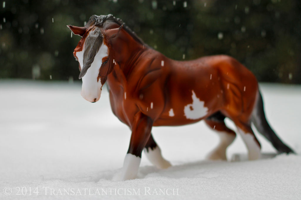 Blizzard by TR-Ranch