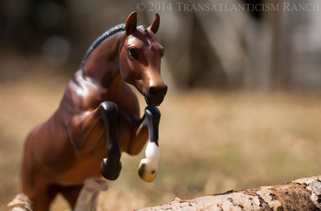 Runaway by TR-Ranch