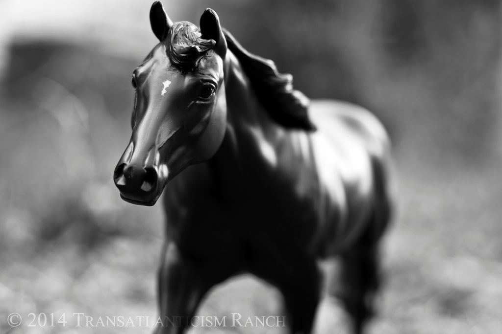 Chasing Shadows by TR-Ranch