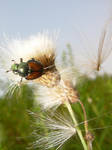 Macro 2 by bean-stock