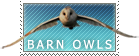 Barn Owls by MachatiStamps