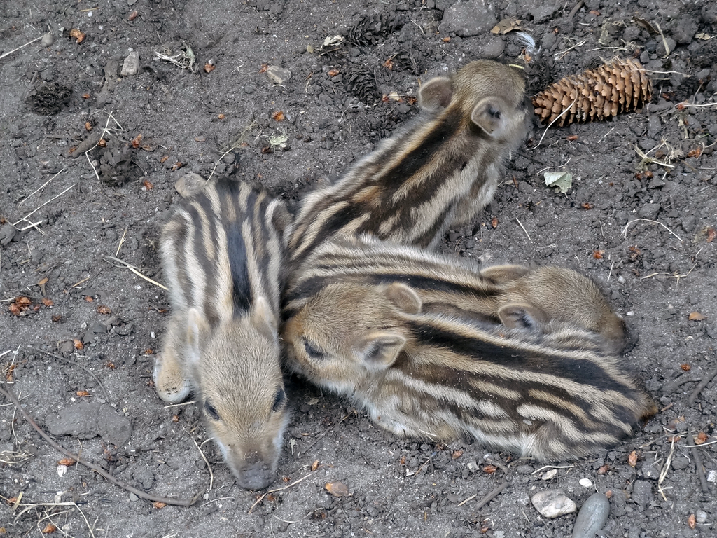 +/- 1 Day old Wild Boar Piglets 01 by BE-Arts