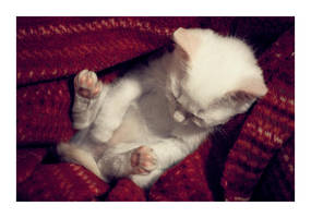 Sleep Session by ladyshave