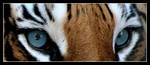Feline. by belialrage