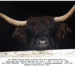 No Bull by Saidge42