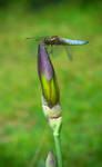 Dragonfly, Broad Bodied Chaser by pmitchfr
