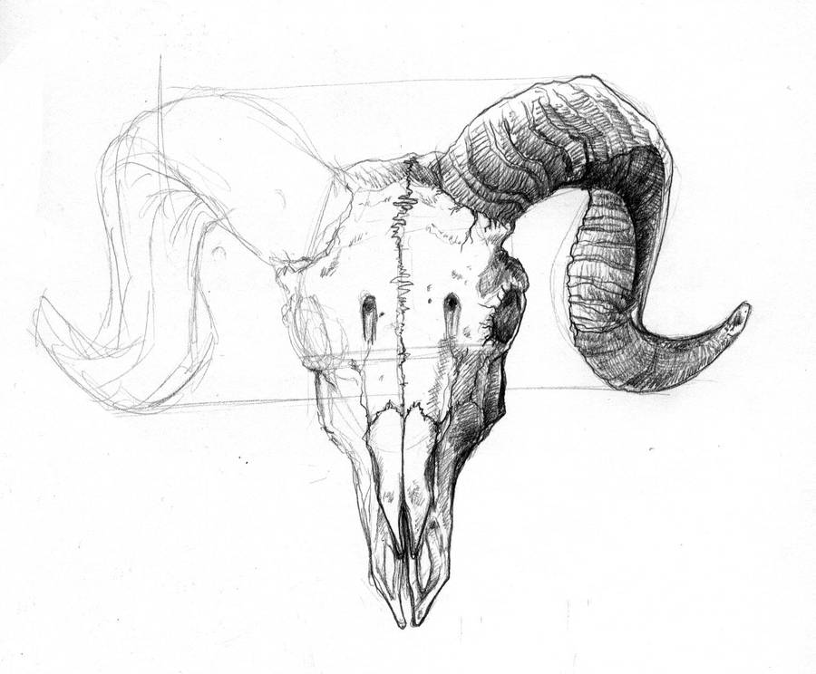 Ram Skull doodle by Narsilia on DeviantArt