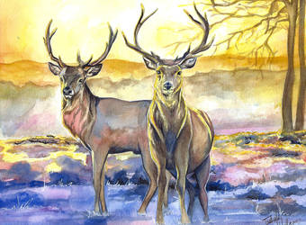 Deer by IsabelleWallgren