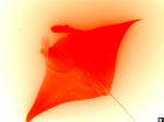 Manta ray by littleMercy