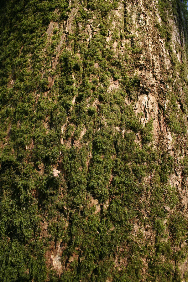 Treek Bark XII by witchfinder-stock