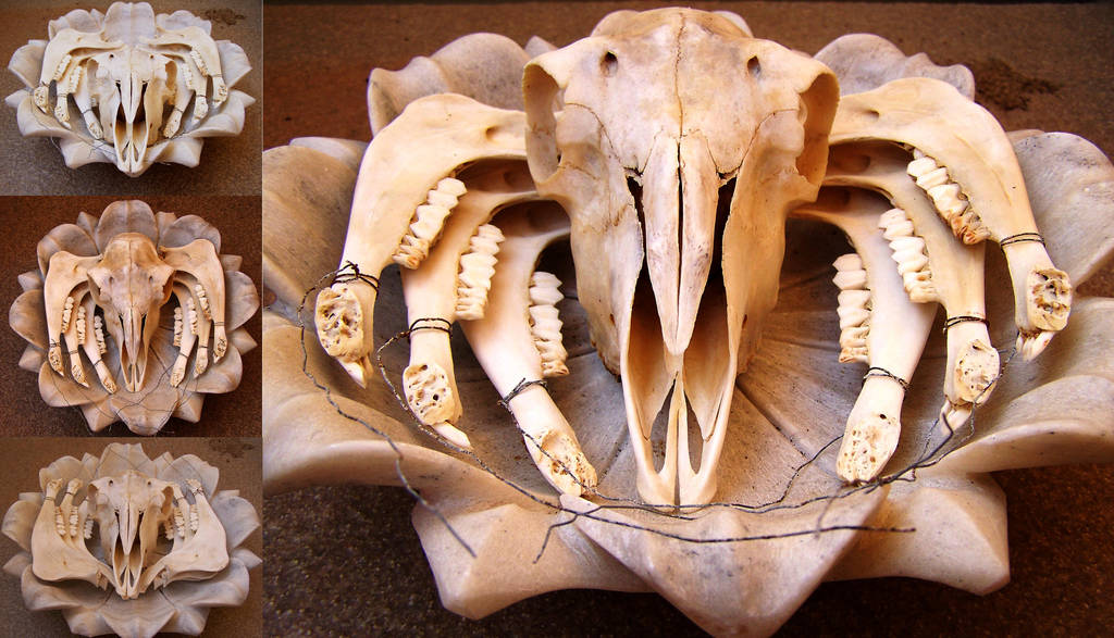 Skull - Jolly Roger by bafel