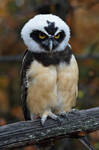 Spectacled Owl by Nushaa