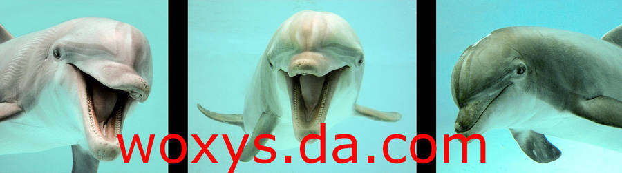 DOLPHIN MUG by woxys