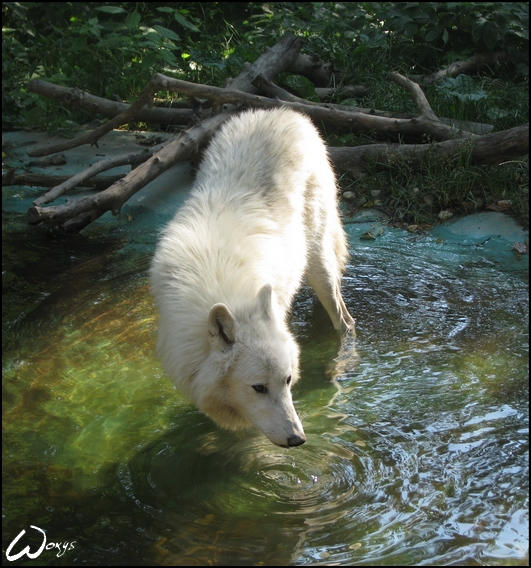 Atila, the arctic wolf by woxys