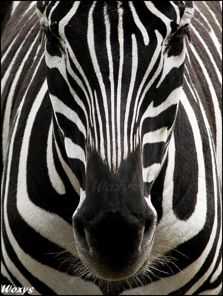Zebra: perfect symmetry by woxys